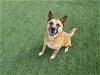 adoptable Dog in corona, CA named CHARLIE