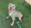 adoptable Dog in corona, CA named KATO