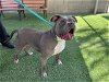 adoptable Dog in corona, CA named SHAY