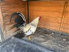 adoptable Chicken in corona, CA named A150811