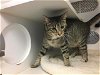 adoptable Cat in corona, CA named A150835