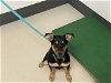 adoptable Dog in corona, CA named A151020