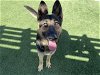 adoptable Dog in corona, CA named LOLITA