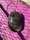 adoptable Turtle in corona, CA named A151055