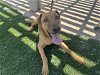 adoptable Dog in corona, CA named MOE