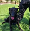 adoptable Dog in corona, CA named LUNA