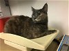 adoptable Cat in corona, CA named A151098