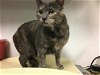 adoptable Cat in corona, CA named A151100