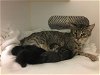 adoptable Cat in corona, ca, CA named A151107