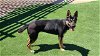 adoptable Dog in corona, CA named ROBIN