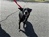 adoptable Dog in corona, CA named TINY