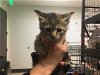 adoptable Cat in corona, CA named FOSTER/FOSTER TO ADOPT