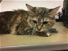 adoptable Cat in corona, ca, CA named A151137