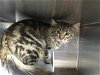 adoptable Cat in corona, ca, CA named A151198