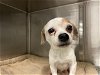 adoptable Dog in corona, CA named PEANUT