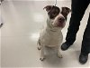 adoptable Dog in corona, CA named BRIELLE