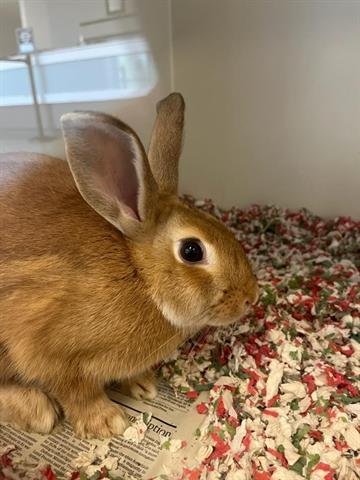 adoptable Rabbit in Corona, CA named A151222