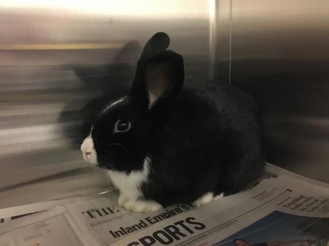 adoptable Rabbit in Corona, CA named A151226