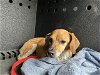 adoptable Dog in corona, CA named PEPPER