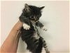 adoptable Cat in corona, CA named FOSTER/FOSTER TO ADOPT