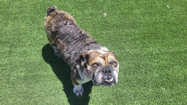 adoptable Dog in Corona, CA named BRUTUS