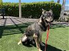 adoptable Dog in corona, CA named SABRINA