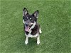 adoptable Dog in corona, CA named DOGG