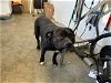 adoptable Dog in corona, CA named FREYA