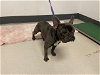 adoptable Dog in corona, CA named A151492