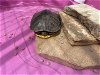 adoptable Turtle in corona, CA named A151497