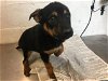 adoptable Dog in corona, CA named A151545