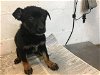 adoptable Dog in corona, CA named A151546