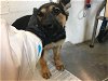 adoptable Dog in corona, CA named A151547
