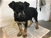 adoptable Dog in corona, CA named A151549