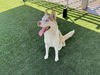 adoptable Dog in Corona, CA named RIKER