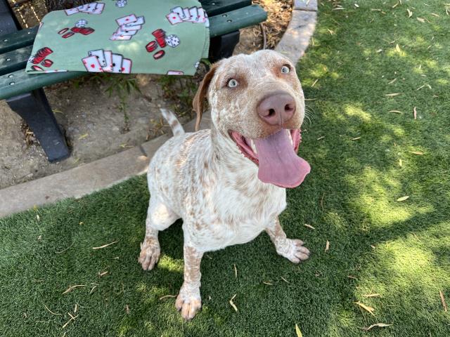 adoptable Dog in Corona, CA named KENNY