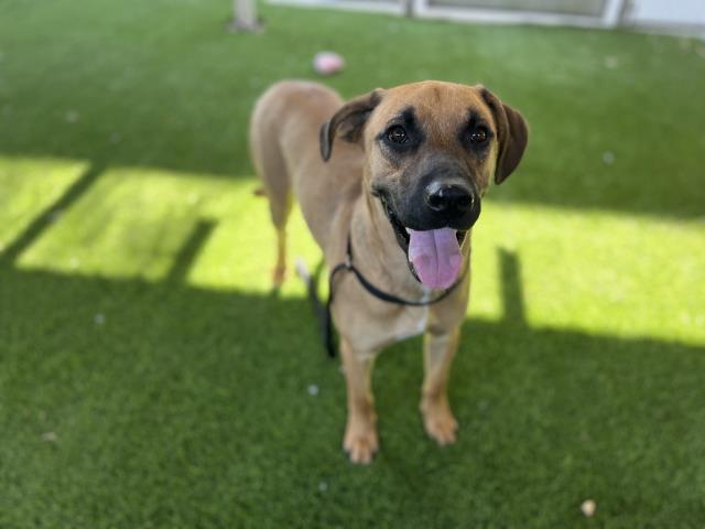 adoptable Dog in Corona, CA named RUSTY