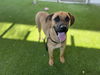 adoptable Dog in Corona, CA named RUSTY