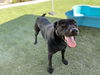 adoptable Dog in Corona, CA named JACK