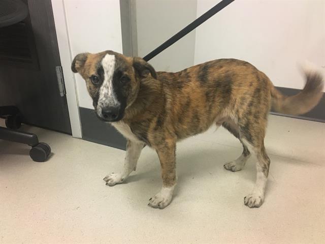 adoptable Dog in Corona, CA named A153592