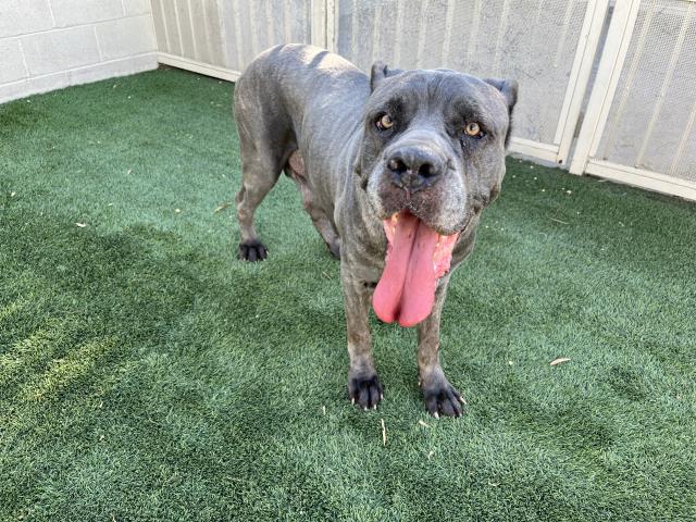 adoptable Dog in Corona, CA named GABBY