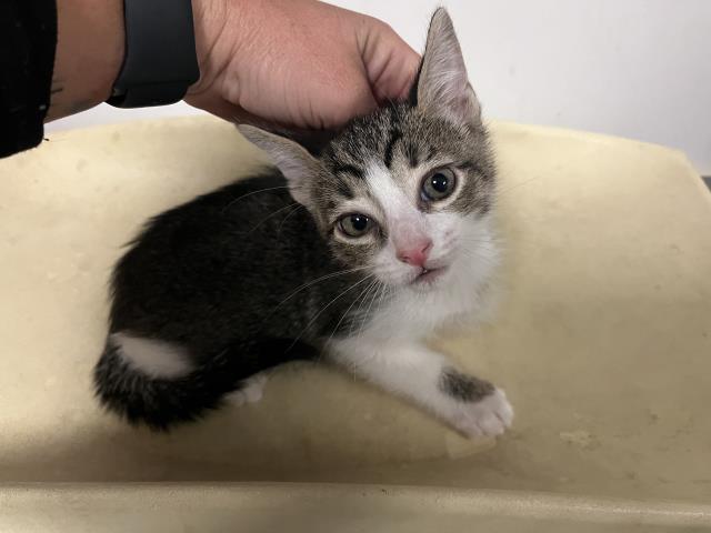 adoptable Cat in Corona, CA named A154128