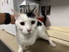 adoptable Cat in Corona, CA named A153678