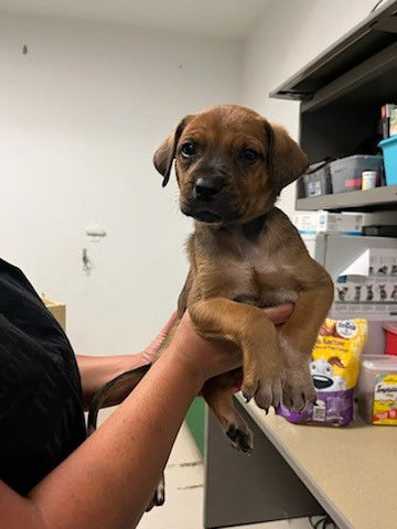 adoptable Dog in Corona, CA named A153166