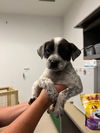 adoptable Dog in Corona, CA named A153167