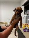 adoptable Dog in Corona, CA named A153170