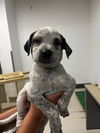 adoptable Dog in Corona, CA named A153172