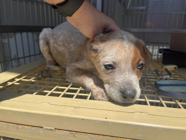 adoptable Dog in Corona, CA named A153174