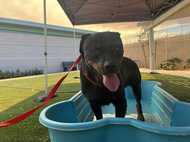 adoptable Dog in Corona, CA named THOR