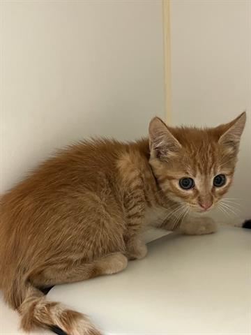 adoptable Cat in Corona, CA named A154122